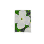 Single Dogwood Note Cards