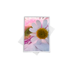 Assorted Floral Note Cards