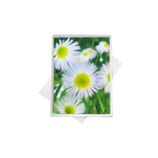 Assorted Floral Note Cards